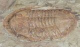 Ordovician Asaphellus Trilobite - Morocco #55151-3